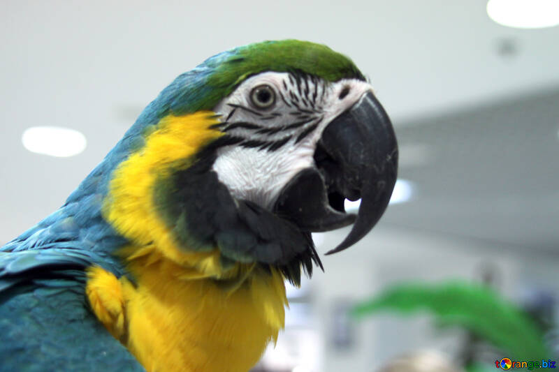 Schnabel  groß  Papagei  Macaw №10817