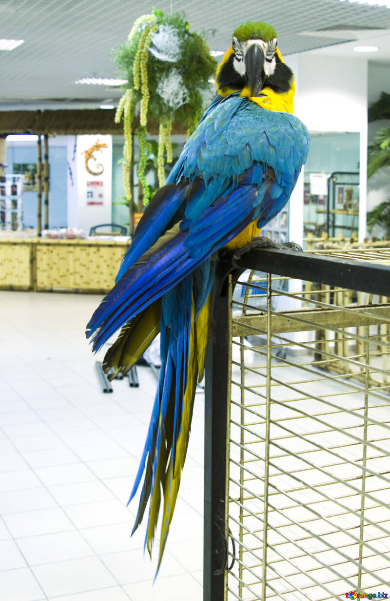 Blau  Macaw №10810