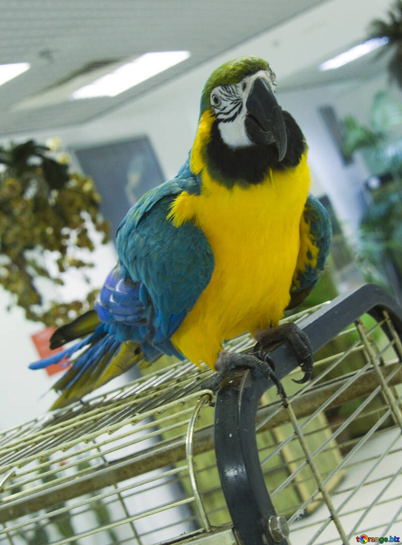 Brilhante  papagaio  Macaw №10837