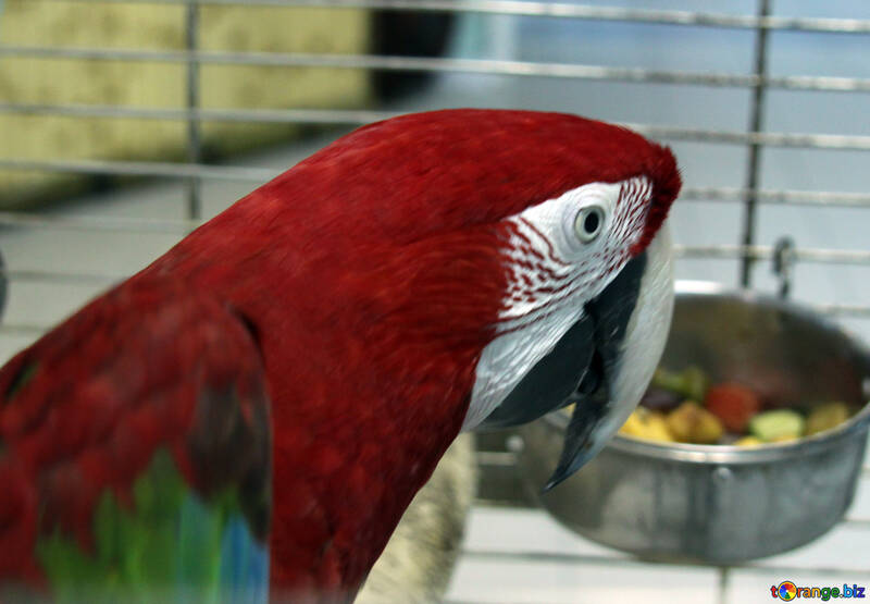 Repouso  papagaio  Macaw №10789