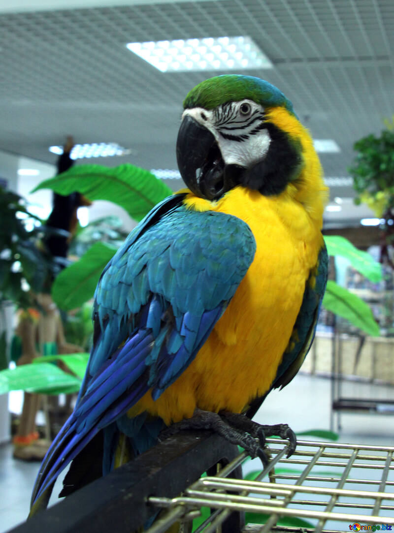 Large  color  parrot  Macaw №10799