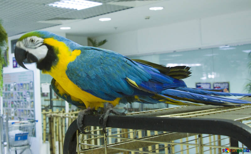 Groß  Papagei  Macaw  an  Rahmen №10749