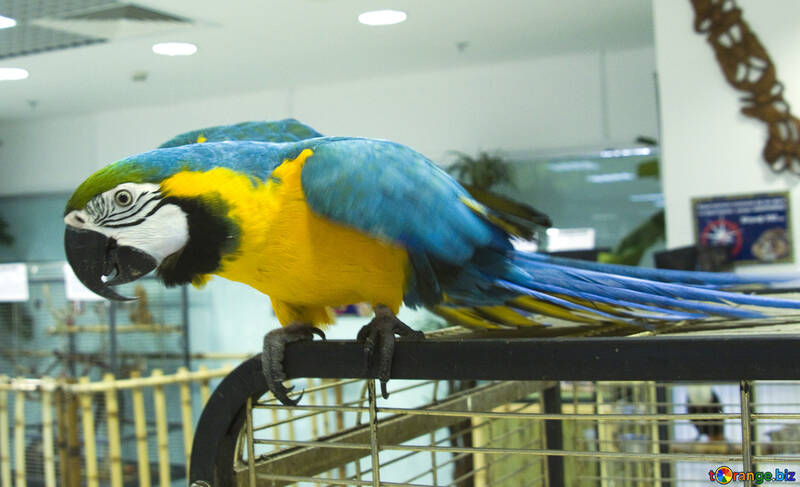 Groß  Gelb  und  Blau  Macaw №10835