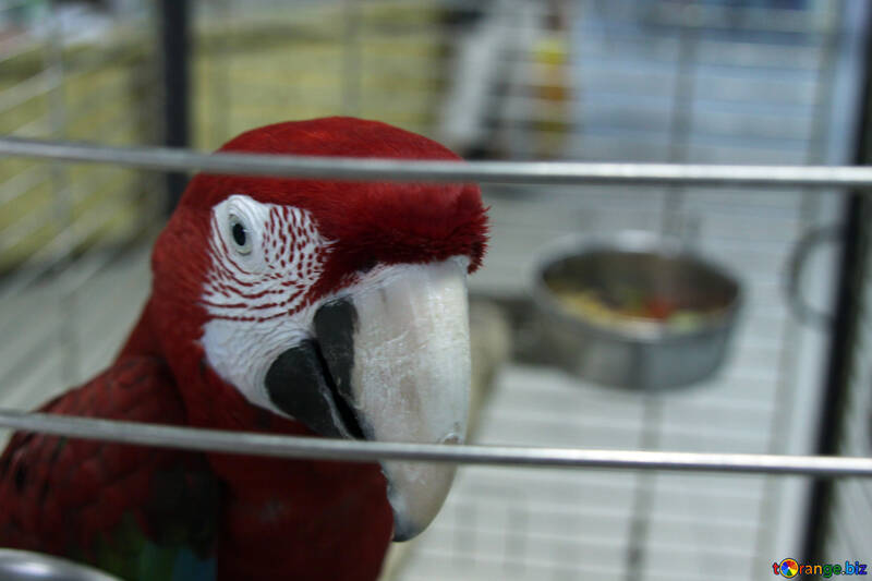 Perroquet  Macaw №10743