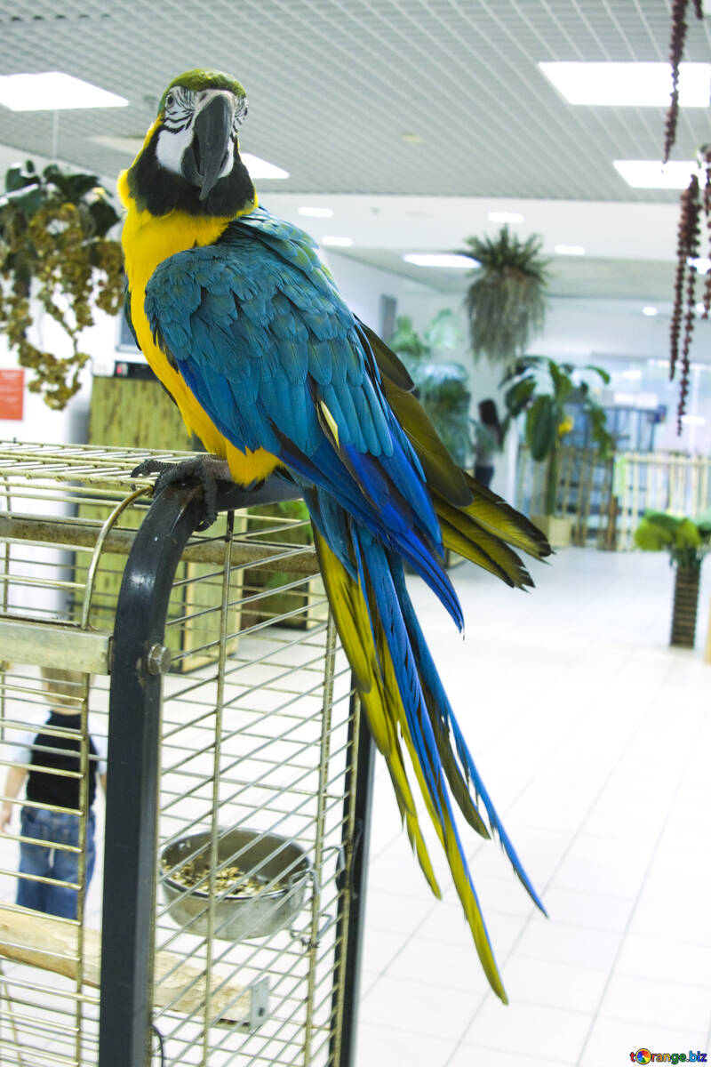 Parrot  Macaw №10763
