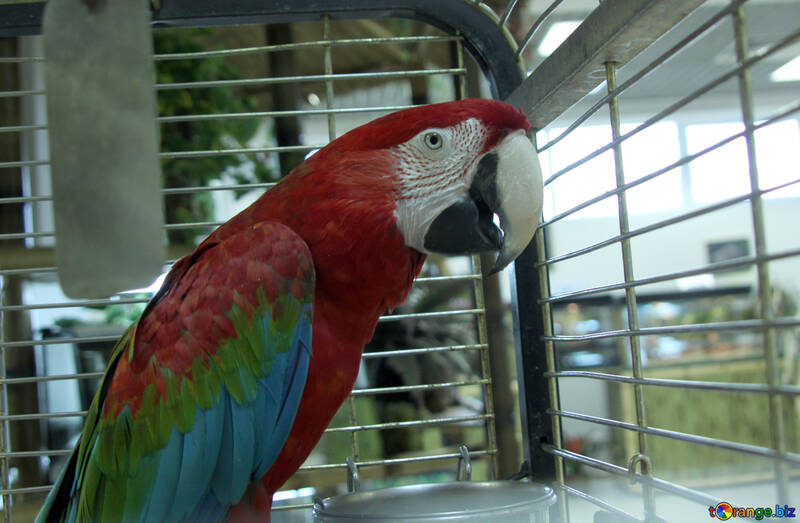 Papagei  Macaw  in  Rahmen №10753