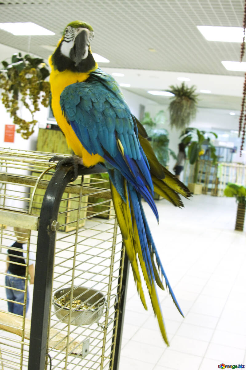 Papagei  Macaw  in  Geschäft №10754
