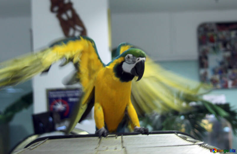 Papagaio  Macaw  ondas  asas  №10790
