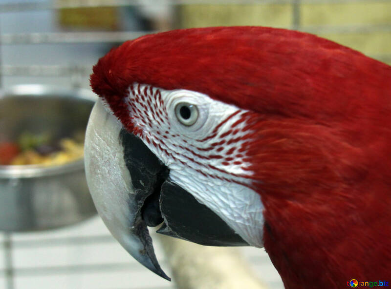 Rot  Macaw №10807