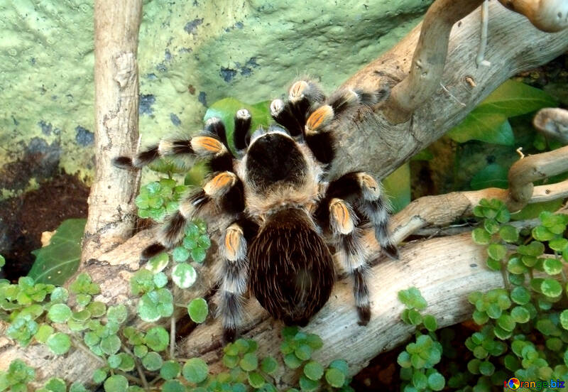 Spider tarantula  №10705