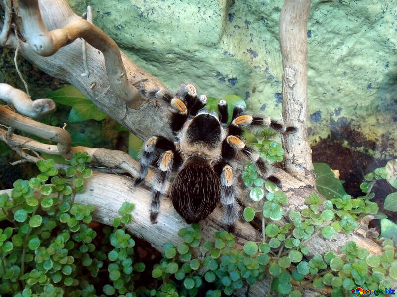 Aranha tarantula  №10720
