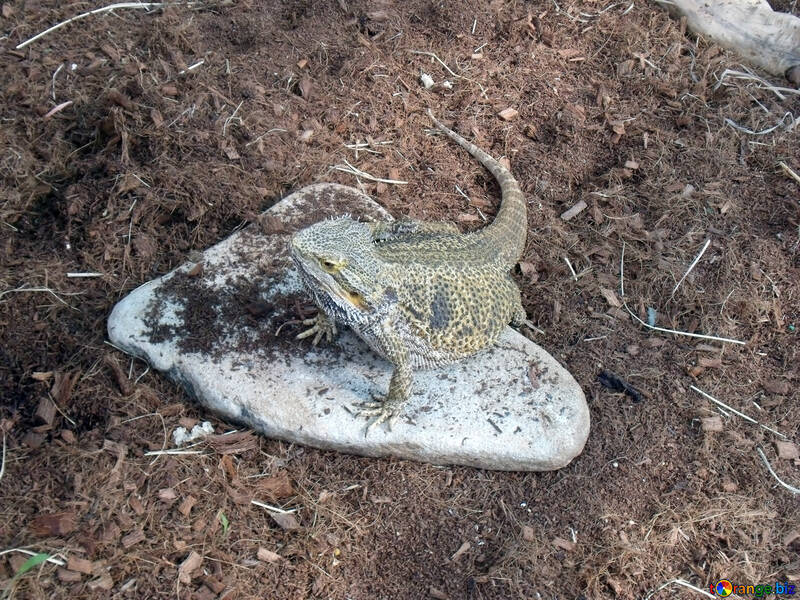 Lizard heated at stone №10654
