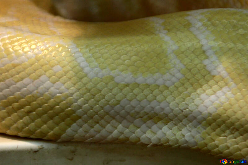 The texture.  Pattern. Skin  snakes. Bright. №10225