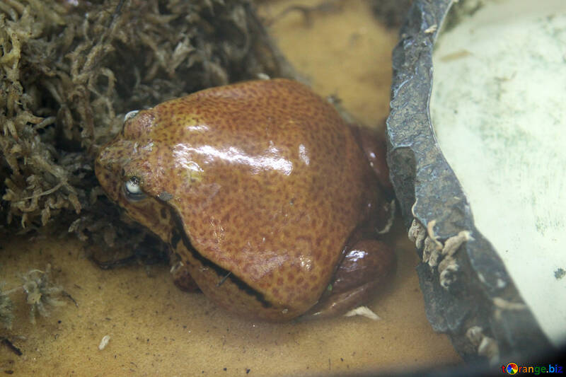 Exotic  toad  №10124