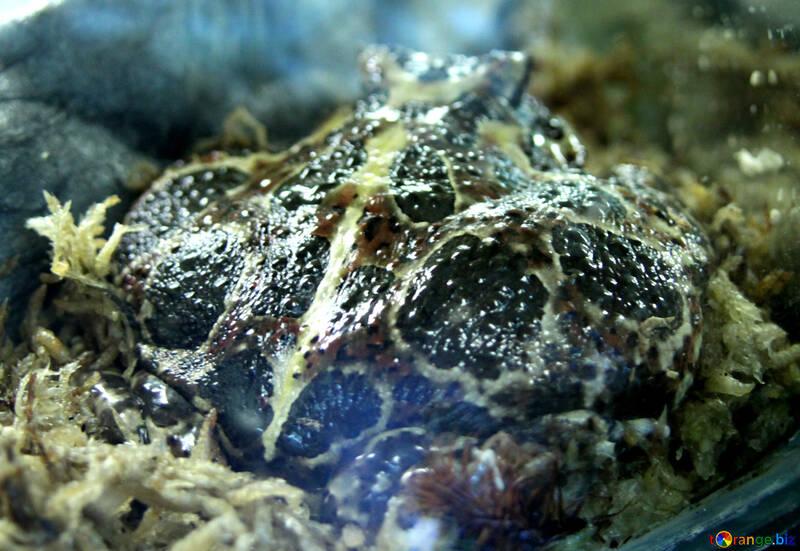 Frosch  Ceratophrys №10206