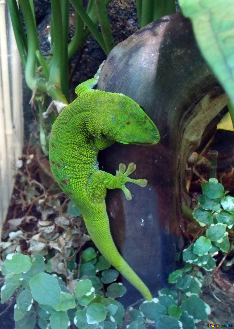 Gecko №10650