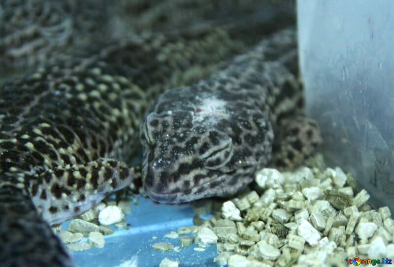 Leopardo  Gecko №10312