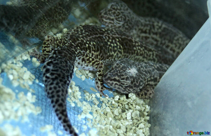  léopard  gecko №10359
