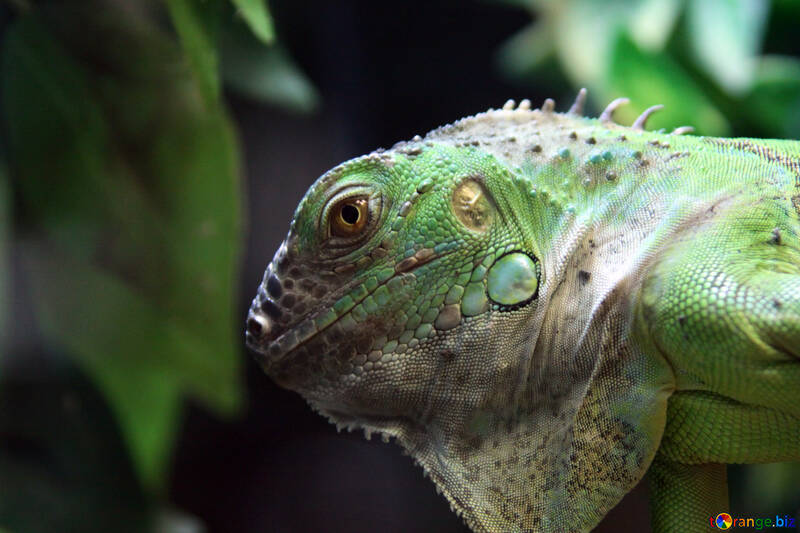 Beautiful  iguana №10401