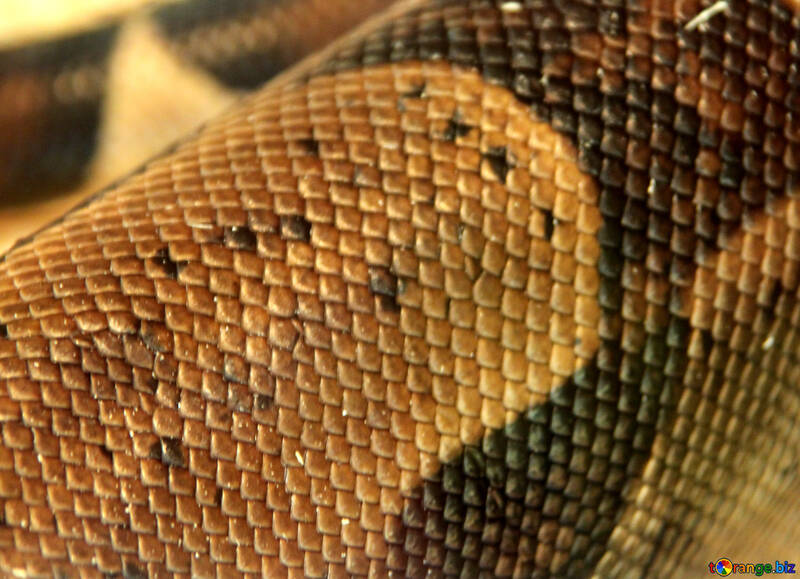 Pattern   skin  snakes. №10296