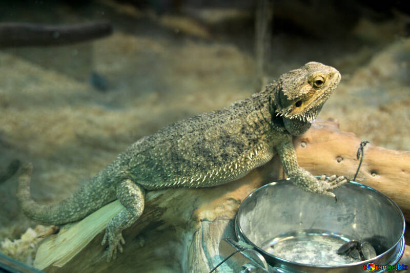 Bearded  Agama  in  cage №10382