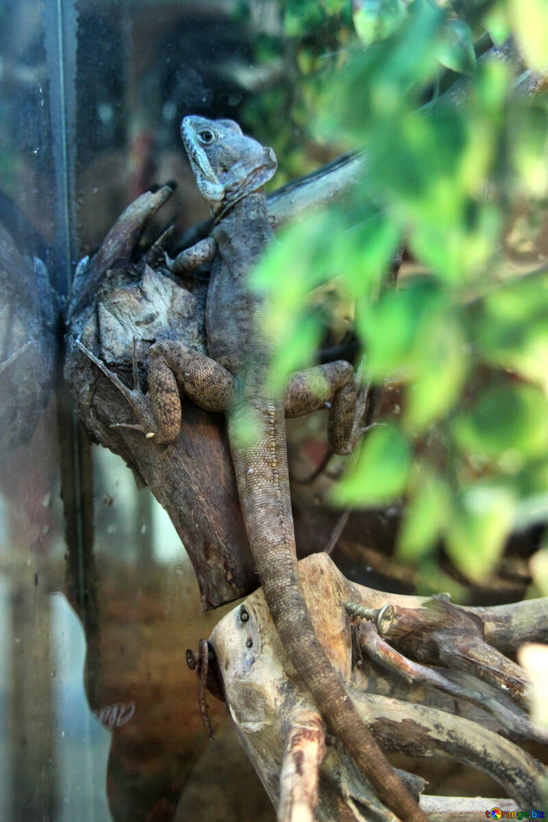 Lizard  Basiliscus №10385