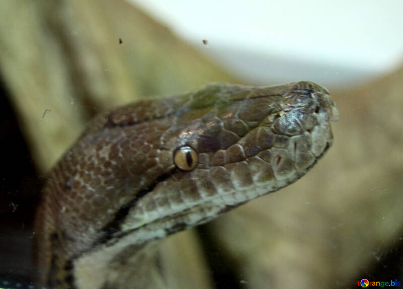 reptile snakes curious boa 10423 Поисковое Продвижение Сайта — Как Самостоятельно Попасть В Выдачу