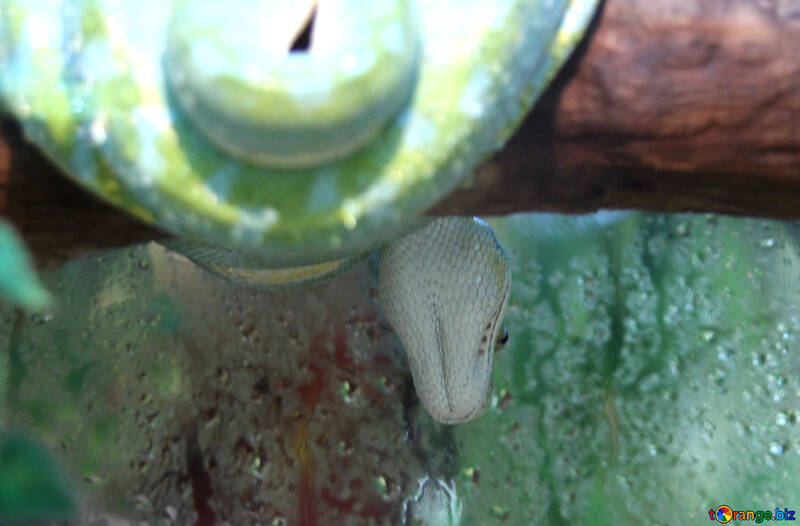 Green  Wood  python №10293