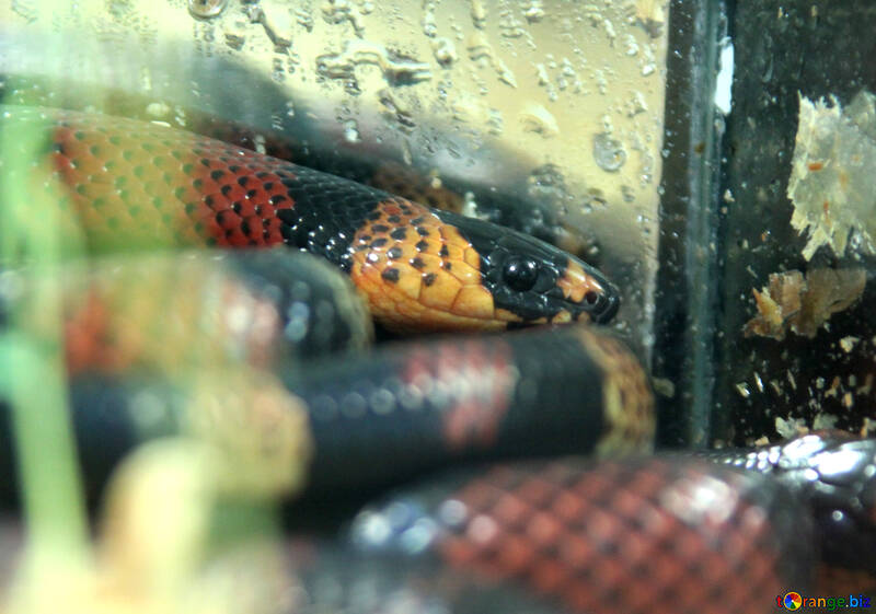 Honduras  snake №10332