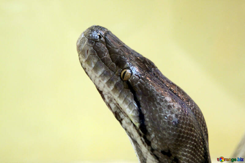 Muzzle  python. №10213