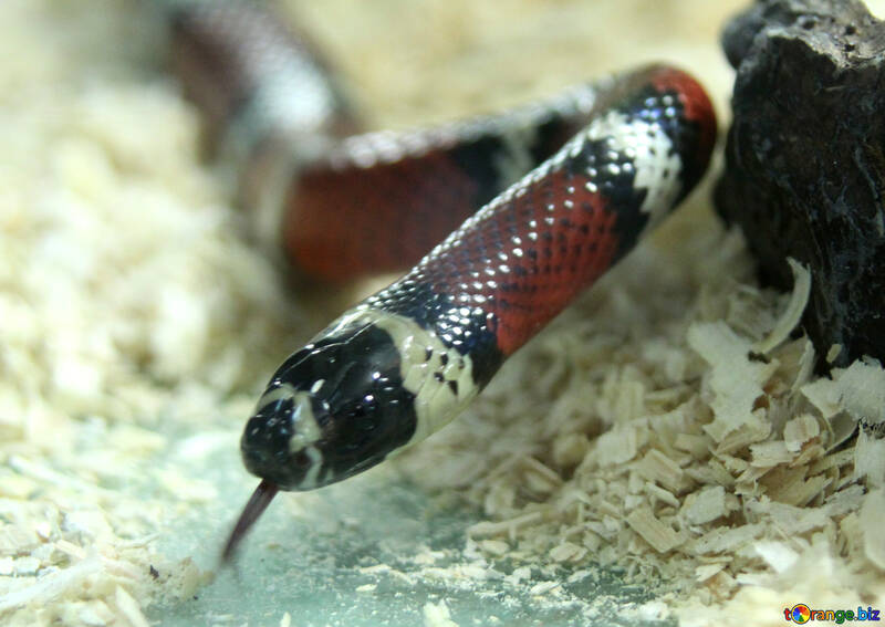 Poisonous  Snake   №10214