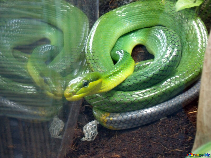  snake №10665