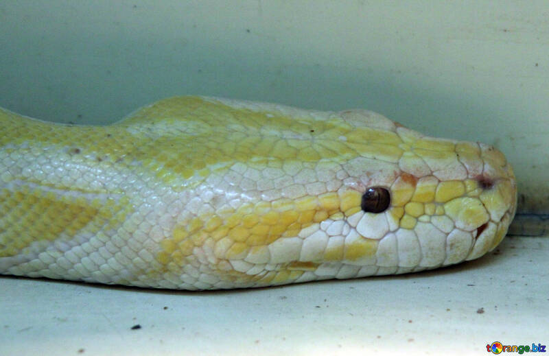 Snake  albino №10333