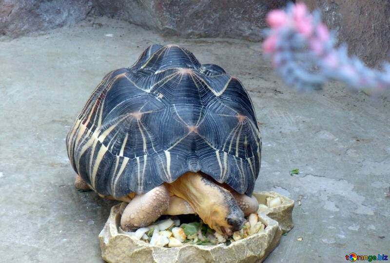 Home turtle  №10688