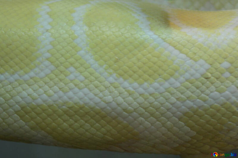 The texture.  Snake. №10244