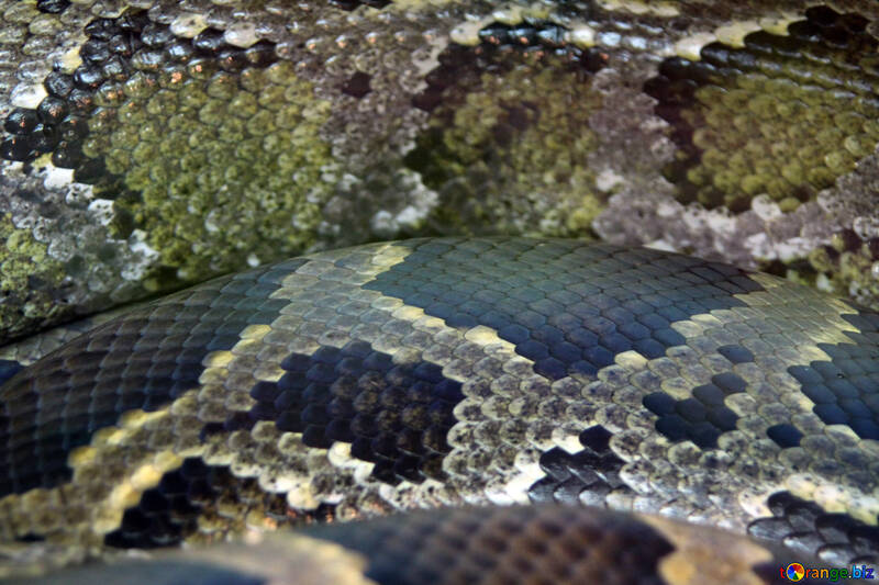 Serpent.  Texture. №10313