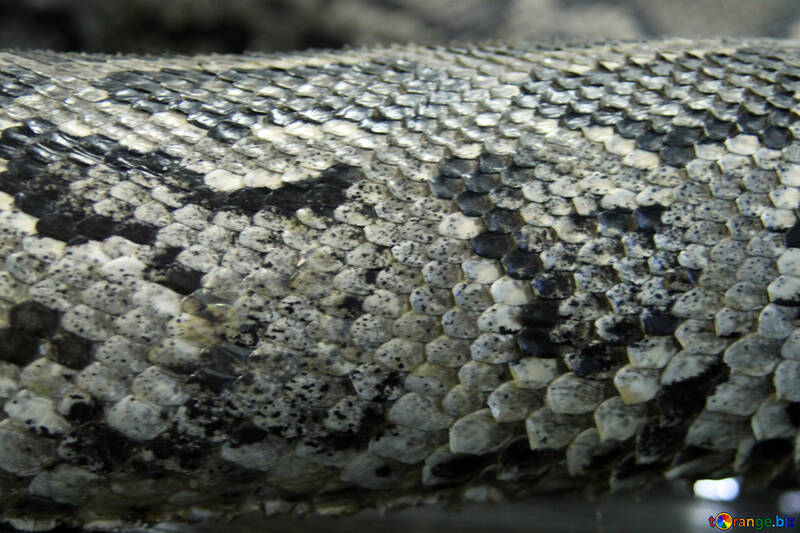 Текстура змія №10357
