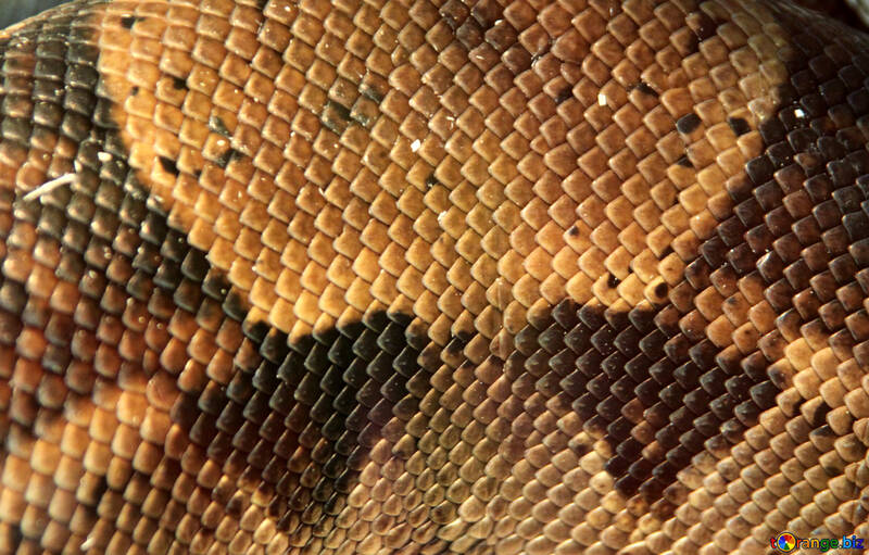 The texture. Snake. №10424