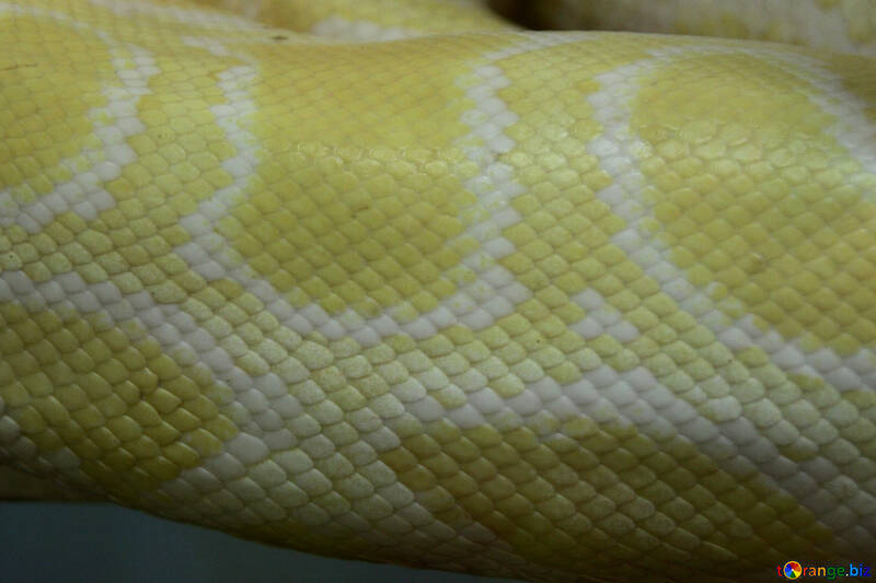  texture. Serpent.  Peau. №10425