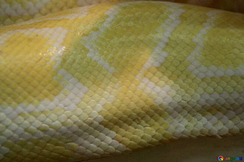 Brilhante  Serpente  pele.  Textura. №10362
