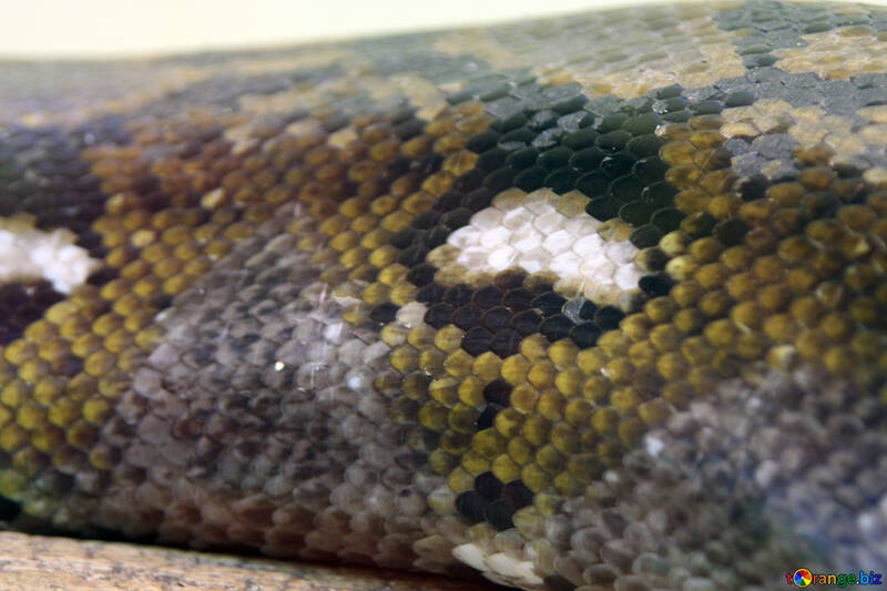  texture.  Peau  Serpent  Python  №10200