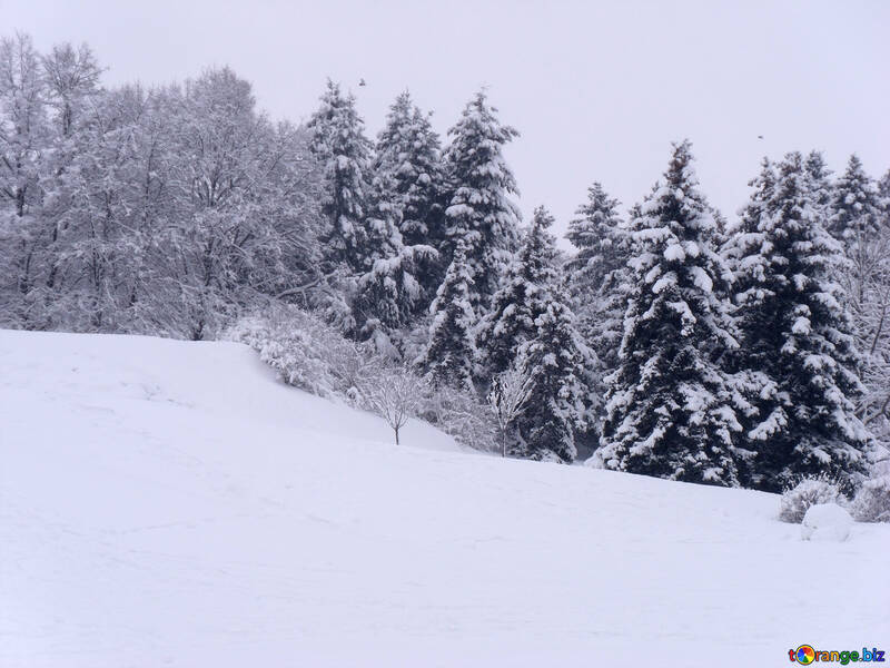 Snow  landscape  №10496