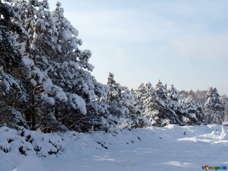 Nieve  paisaje  №10503