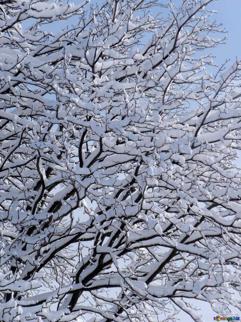 Branches  Châtaigne  et    neige №10518