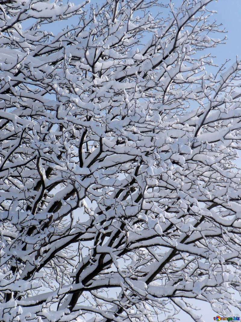 Branches  Chestnut  and    snow №10518