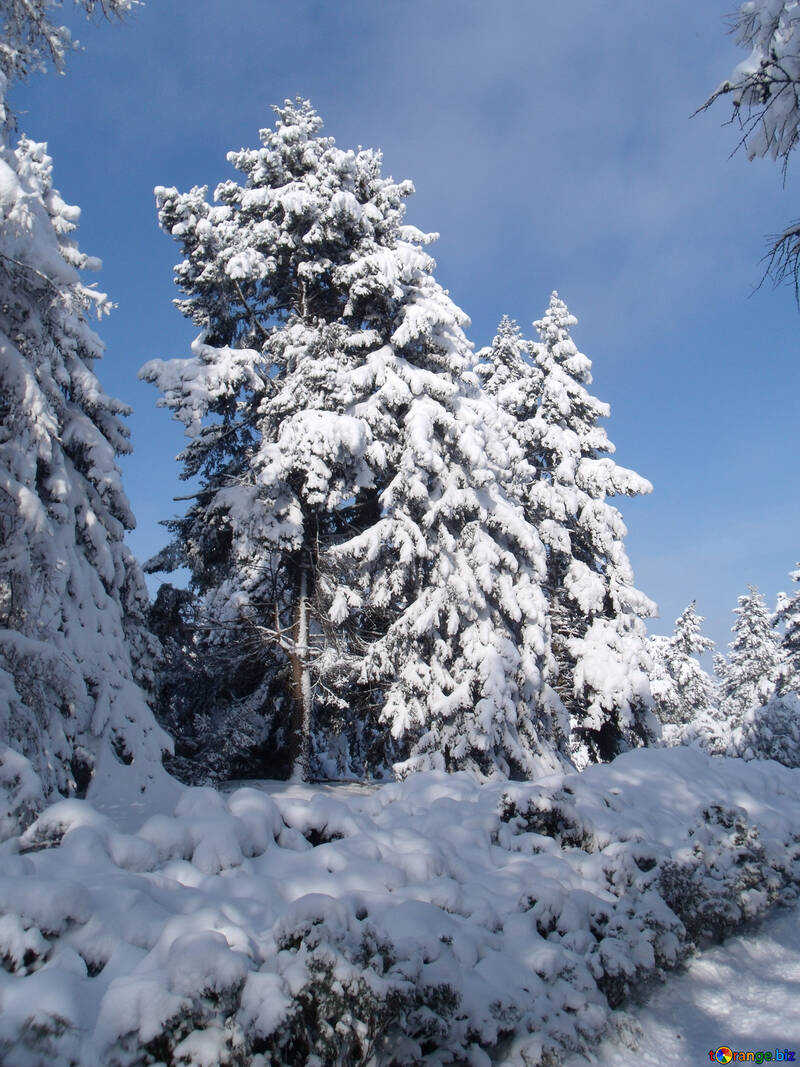 Helada  y  sol,  Nieve  y  La Navidad árbol. №10510