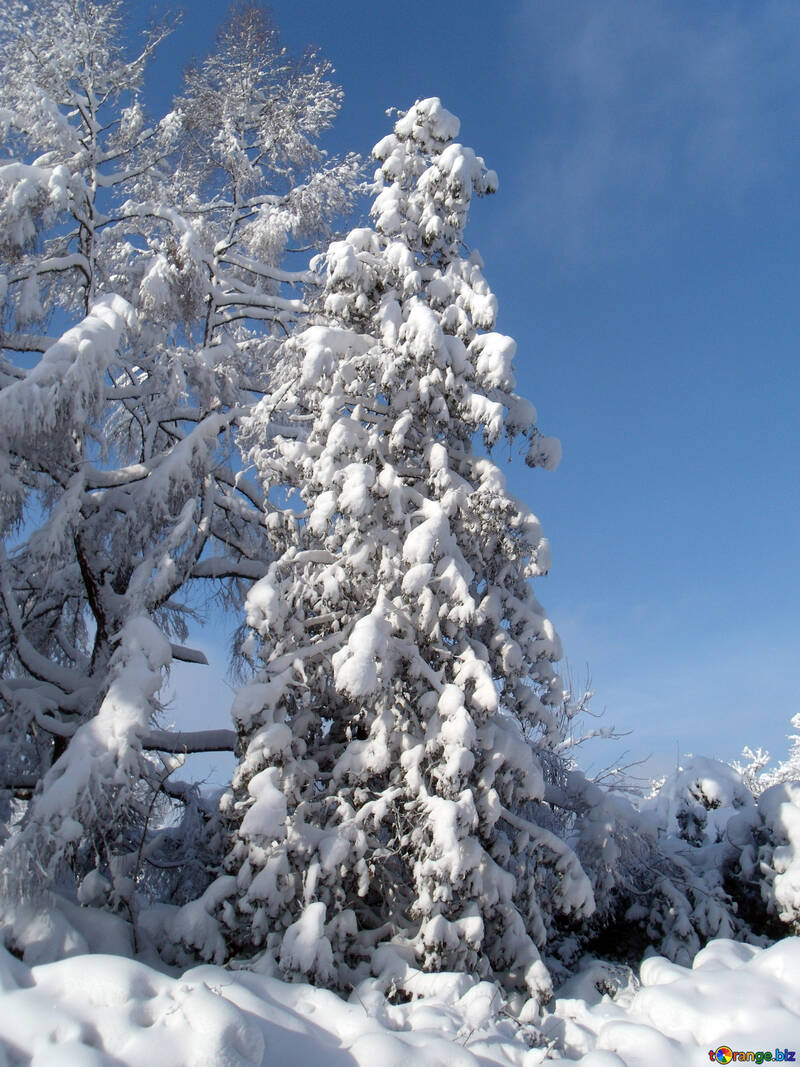 Large  Spruce   snow  №10531