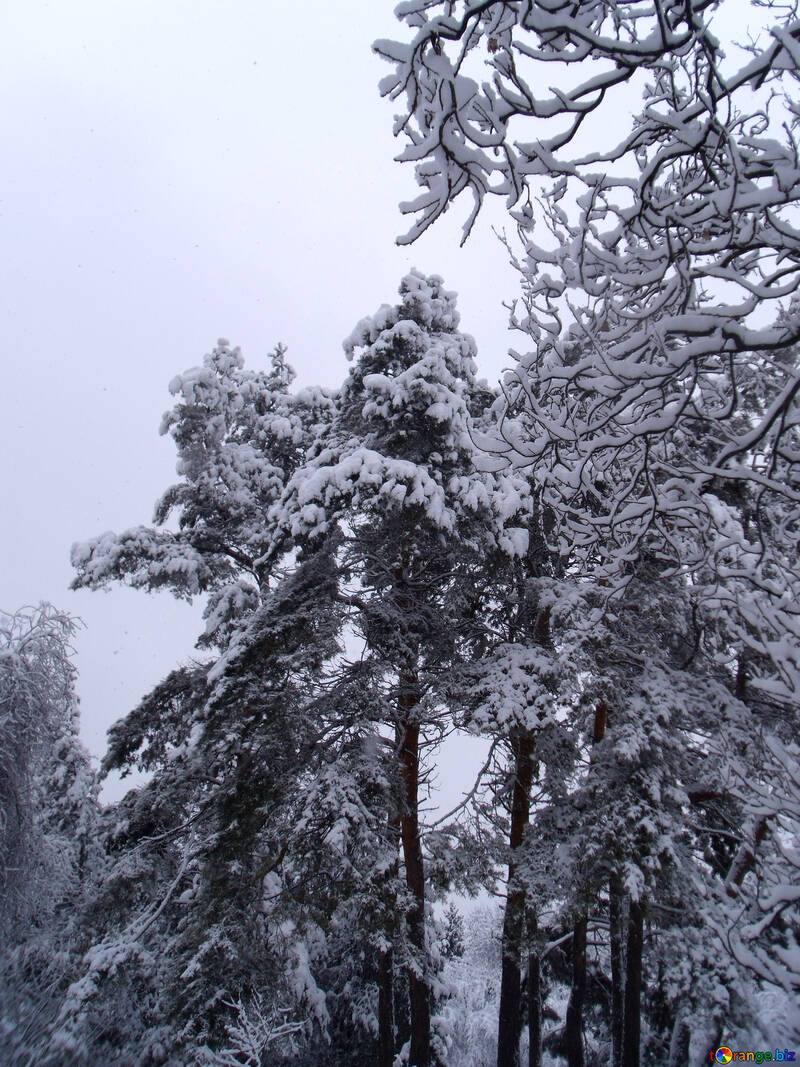 Pine  and  snow №10552