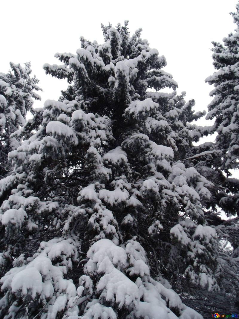木  そして    雪  №10514