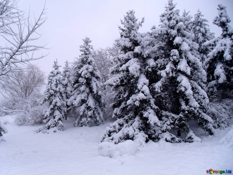 Baum  in  Schnee  №10542